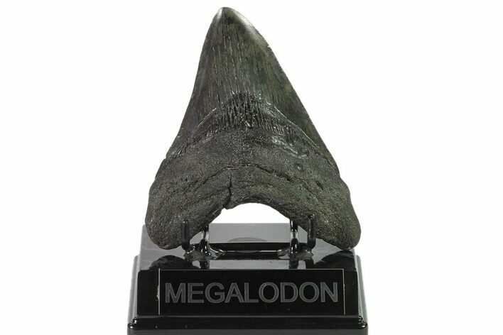 Fossil Megalodon Tooth - South Carolina #135453
